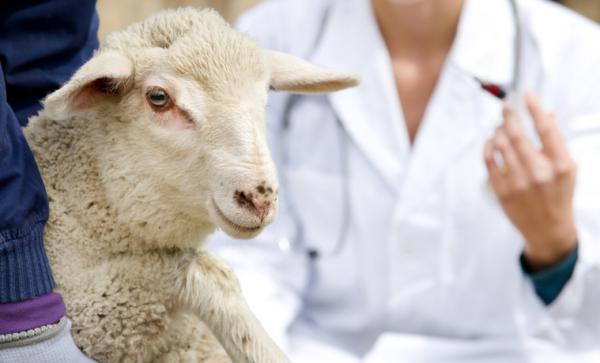 Eläinten bluetongue -tauti - oireet ja ehkäisy - Bluetongue -taudin torjunta eläimillä