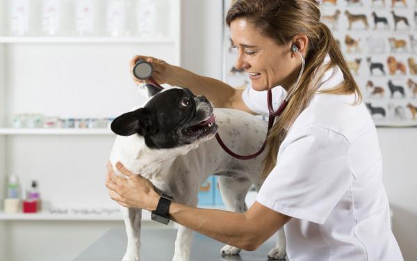 Keuhkokuume koirilla - Tartunta, hoito ja hoito - Keuhkokuumeen hoito