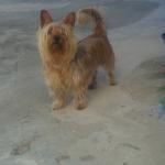 1628548307 971 Australian terrieri
