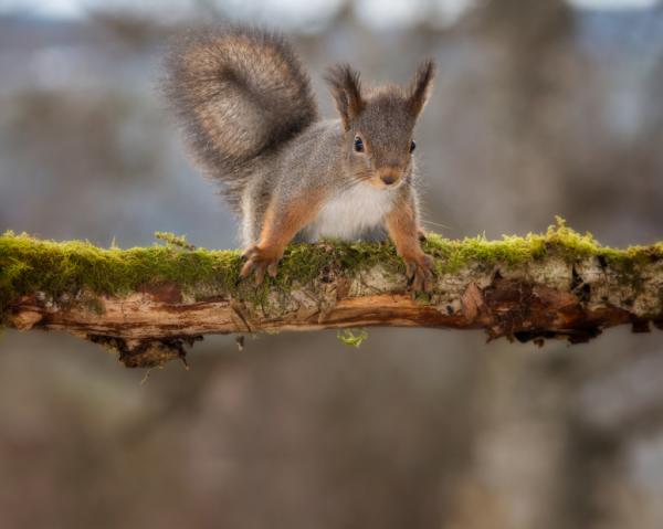 Älykkäimmät jyrsijät - Orava
