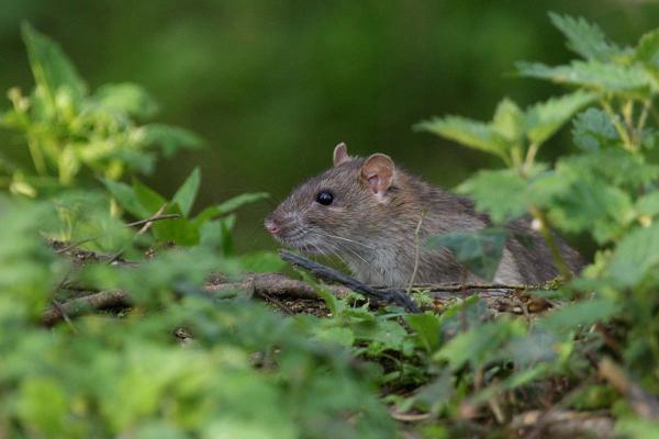 Älykkäimmät jyrsijät - tavallinen rotta