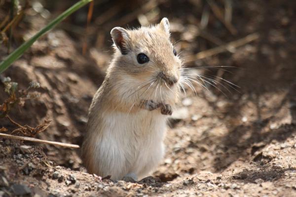 Älykkäimmät jyrsijät - Mongolian gerbil