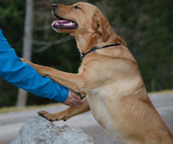 20 parasta koirarotua lapsille - 2. Labradorinnoutajat, suositellaan hyperaktiivisille lapsille