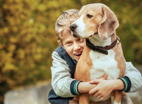 20 parasta koirarotua lapsille - 1. Beagle, ihanteellinen koira osastolla oleville lapsille