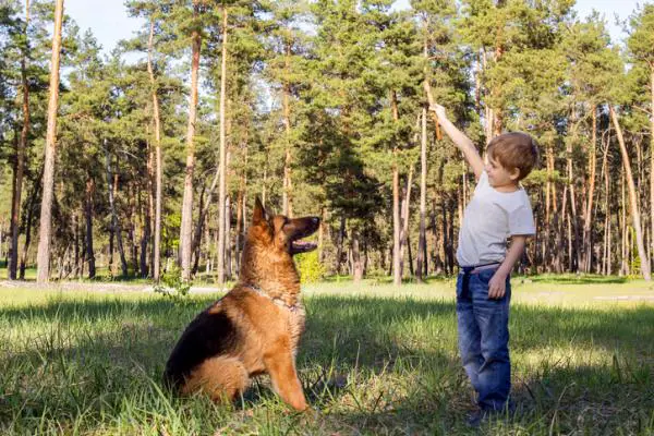 20 parasta koirarotua lapsille - 6. Saksanpaimenkoira, ihanteellinen pienille ja keskisuurille lapsille