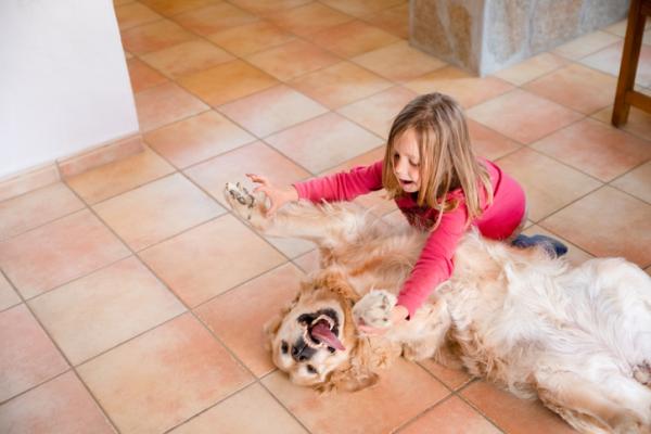 20 parasta koirarotua lapsille - 8. Kultainennoutaja, koira kaikenikäisille lapsille