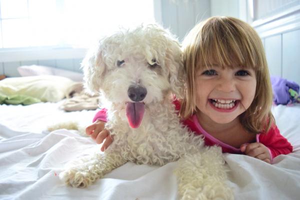 20 parasta koirarotua lapsille - 7. Villakoira tai villakoira, koira allergikoille