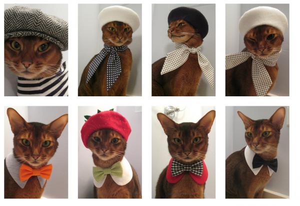 Kotitekoiset puvut kissoille - Kissa rusetilla tai nenäliinalla