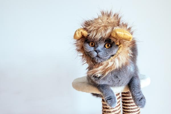 Kotitekoisia asuja kissoille - Leijonaasuja kissoille