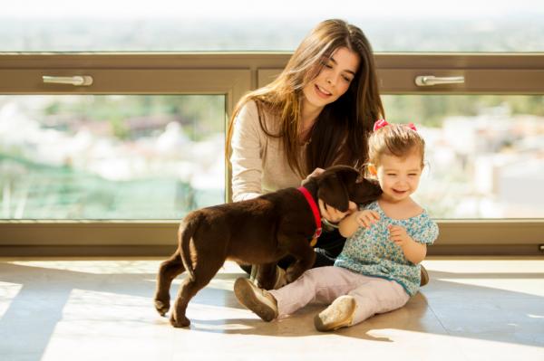 Miksi adoptoida kulkukoira?  - 7. Kouluta lapsiasi