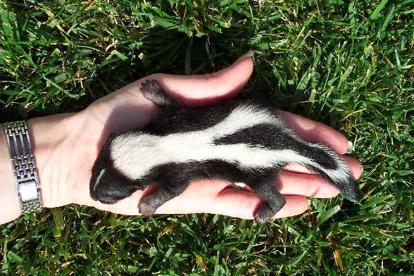 Maailman 10 harvinaista lemmikkiä - 9. Skunk