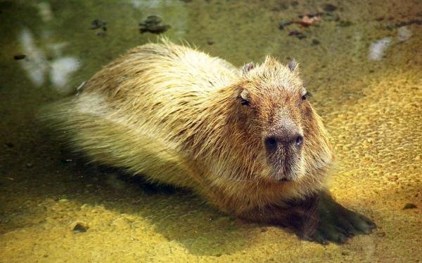 Maailman 10 harvinaista lemmikkiä - 6. Capybara