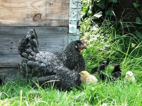 Kana lemmikkinä - Kanan majoitus kotona