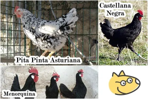Kana lemmikkinä - Näyttävät espanjalaiset rodut