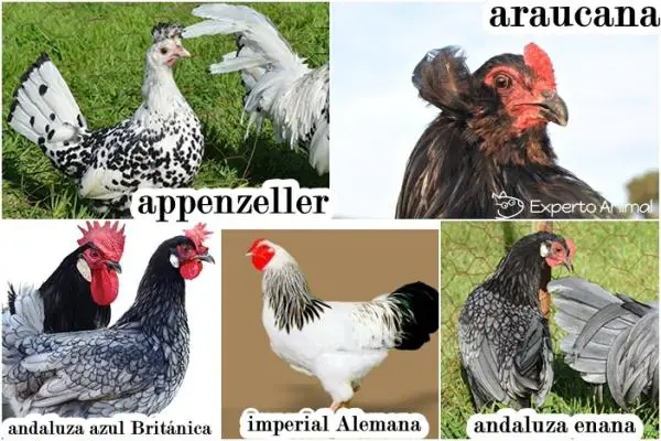 Kana lemmikkinä - näyttävät rodut