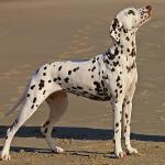 1628573704 510 Dalmatialainen