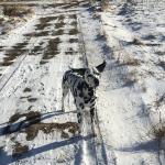 1628573704 783 Dalmatialainen