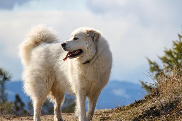 Suurimmat koirat maailmassa - 16. Pyreneidenpaimenkoira