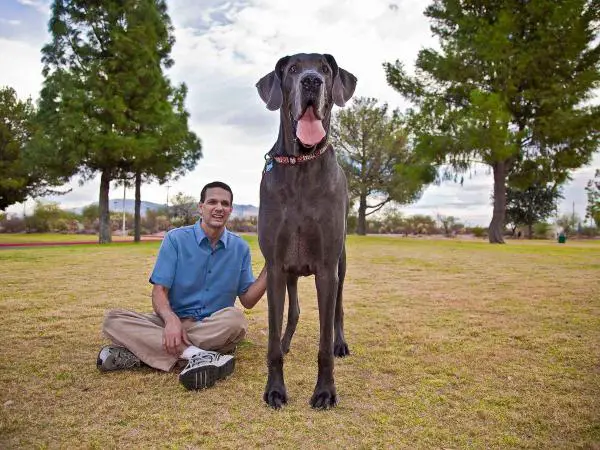 Suurimmat koirat maailmassa - 1. Saksalainen mastiffi