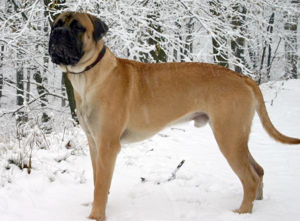 Suurimmat koirat maailmassa - 5. Bullmastiffi 