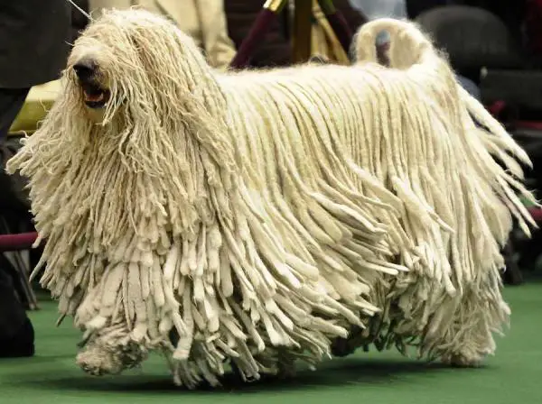 Suurimmat koirat maailmassa - 12. Komondor