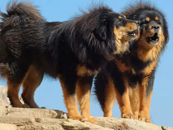 Suurimmat koirat maailmassa - 11. Tiibetin mastiffi