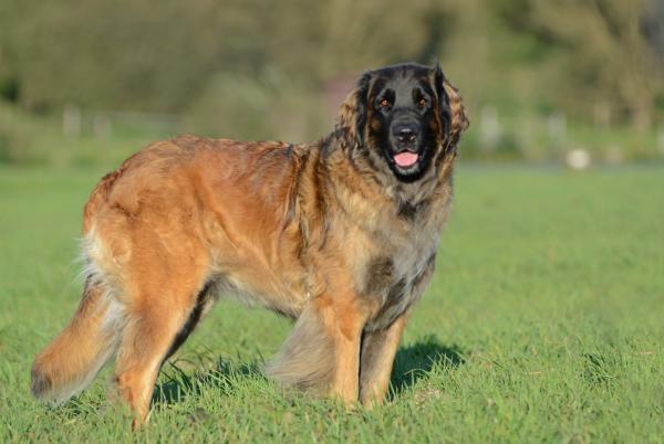 Suurimmat koirat maailmassa - 4. Leonberger