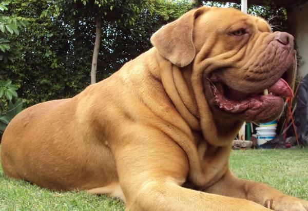 Maailman suurimmat koirat - 10. Dogue de Bordeaux 