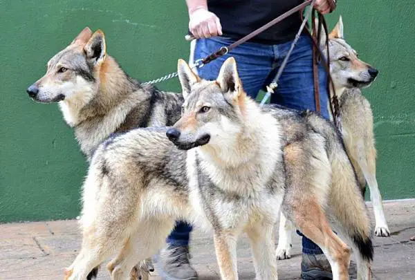 Suurimmat koirat maailmassa - 8. Tšekkoslovakian susi 