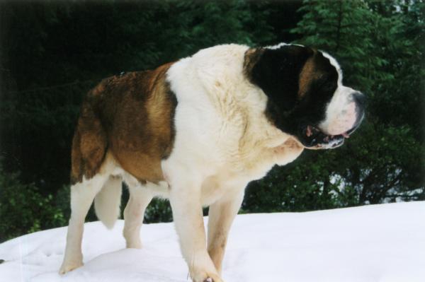 Suurimmat koirat maailmassa - 2. Saint Bernard