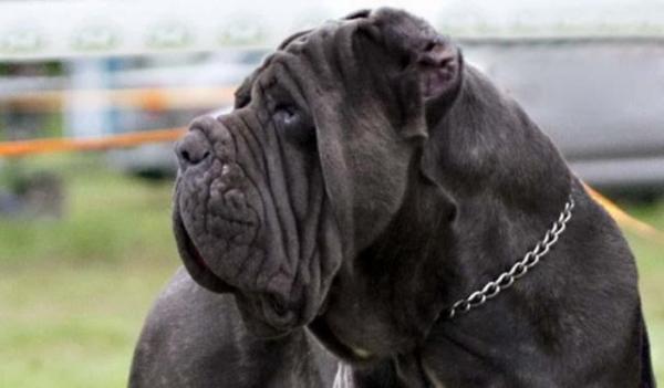 Suurimmat koirat maailmassa - 3. napolilainen mastiffi