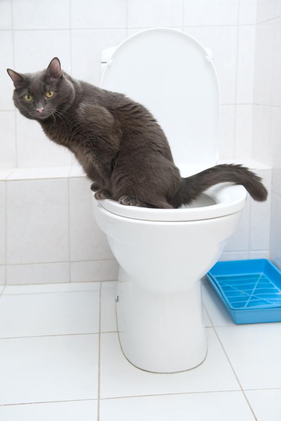 Opeta kissasi käyttämään wc: tä vaihe vaiheelta - Vaihe 7