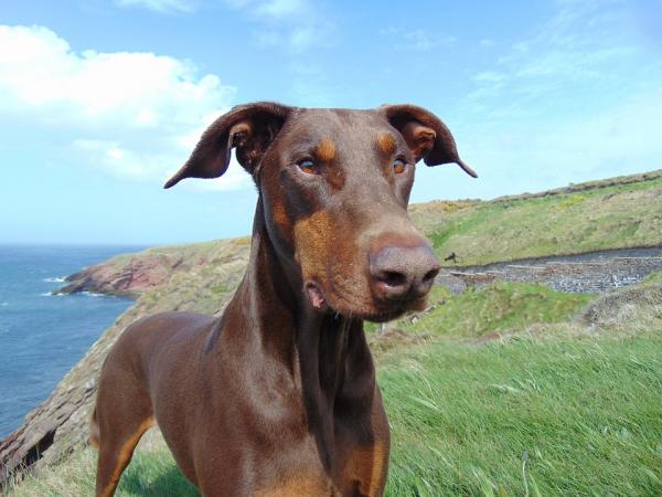 Nimet miehille ja naisille dobermaneille - nimet ruskeille dobermaneille