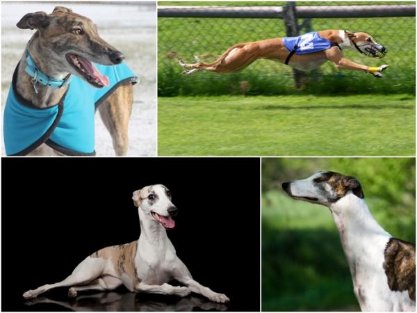 Maailman nopeimmat koirat - englantilainen Llebrel