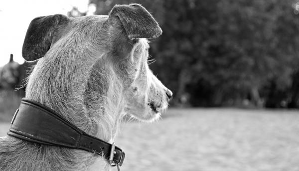 Opeta koirasi haukkumaan käskystä - Pidennä koirasi hiljaisuutta