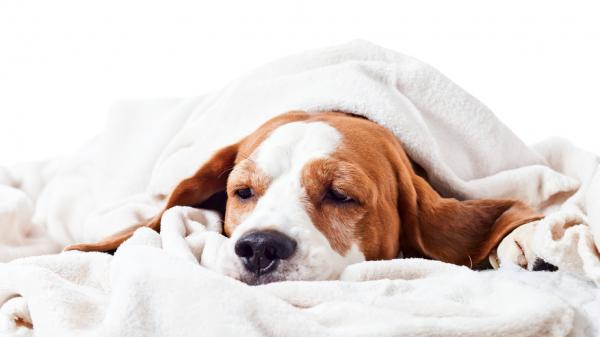 Flunssa koirilla - oireet ja hoito - Mikä on koiran flunssa?