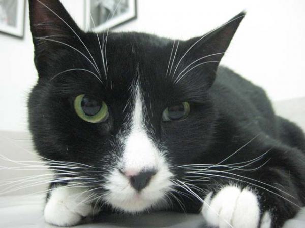 Hornerin oireyhtymä kissoilla - syyt ja hoito - Hornerin oireyhtymän oireet kissoilla