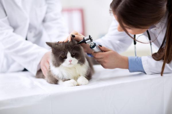 Hornerin oireyhtymä kissoilla - Syyt ja hoito - Hornerin oireyhtymän hoito kissoilla