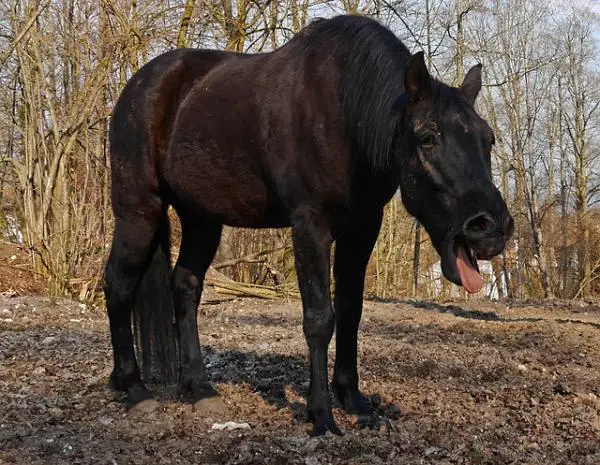 Hevosen rauhaset - Oireet ja diagnoosi - Hevosen rauhaset Oireet