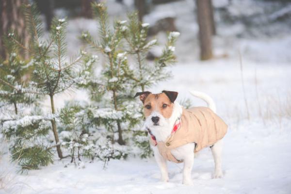 Kuinka hoitaa koira talvella?  - Onko tarpeen suojata kehosi kylmältä?