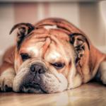 1628599320 32 Englantilainen bulldoggi