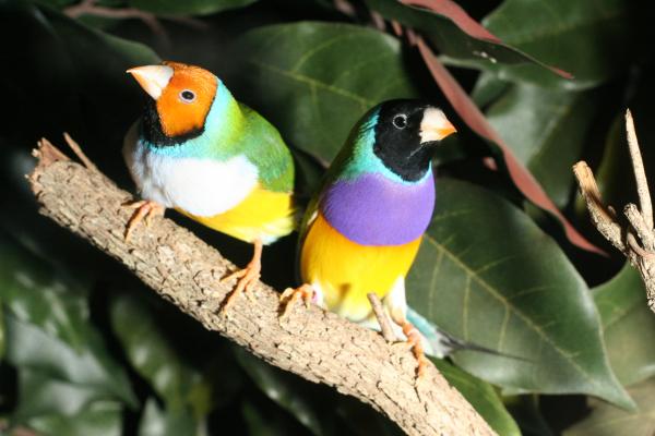 Pienimmät trooppiset linnut - 2. Gouldian peippo