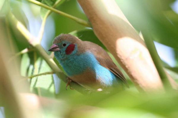 Pienimmät trooppiset linnut - 1. Senegal Bluebird