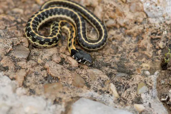 Uhanalaiset eläimet Guanajuatossa - Metsän reunustama käärme (Thamnophis cyrtopsis)