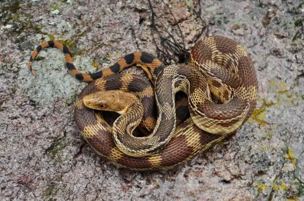 Uhanalaiset eläimet Guanajuatossa - Meksikon kuuro käärme (Pituophis deppei) 