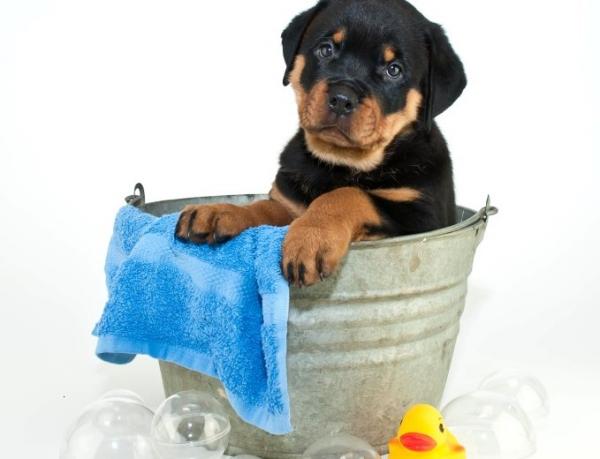 Rottweiler -koiran hoito - Hygienia