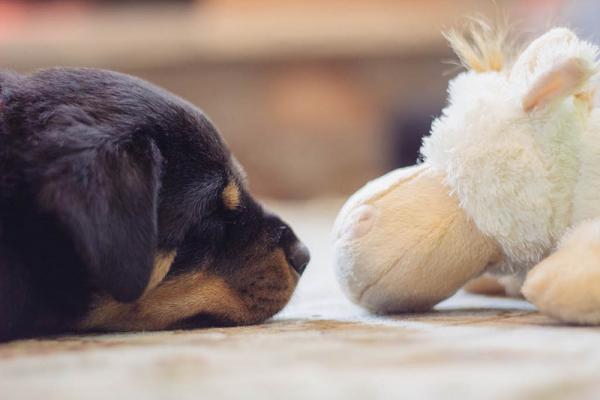 Rottweiler -koiranhoito - terveys