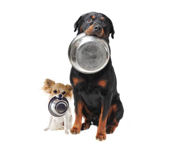 Rottweiler -koiranhoito - Ruoka