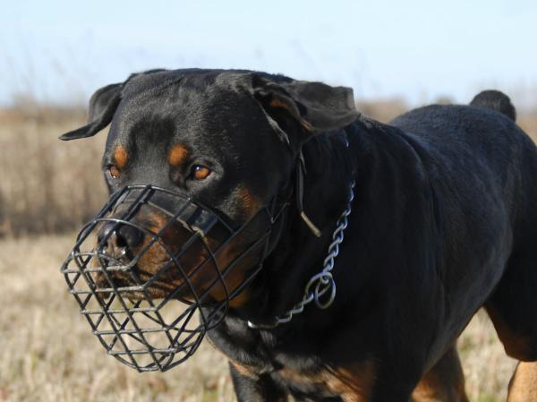 Rottweiler -koiran hoito - Kuonon ja hihnan käyttö