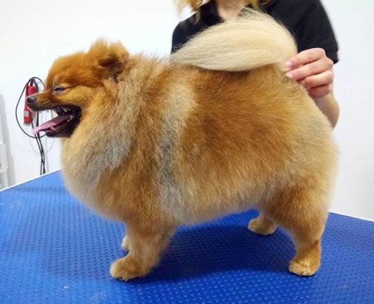Voitko leikata pomeranian hiukset?  - Voitko leikata Pomeranian koiran hiukset?